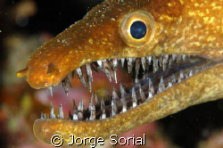 Moray eel, "Pico Pato" or "Bogavante" as it is called in ... by Jorge Sorial 